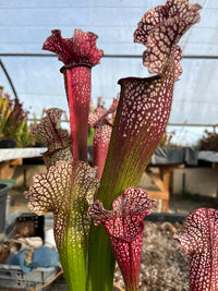 Sarracenia LPJA 026 «Christina Queen»