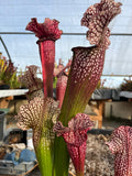 Sarracenia LPJA 026 «Christina Queen»