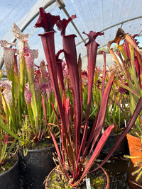 Sarracenia LPJA «Grand Rouge»