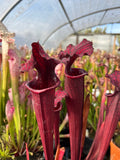 Sarracenia LPJA «Grand Rouge»