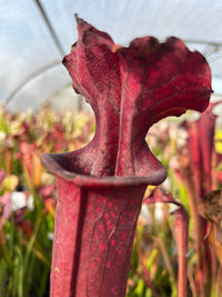 Sarracenia LPJA «Grand Rouge»