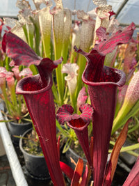 Sarracenia LPJA «Grand Rouge»