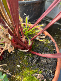 Sarracenia LPJA «Grand Rouge»