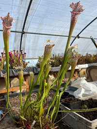 Sarracenia LPJA 160 «Forntnite»