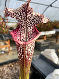 Sarracenia LPJA 160 «Forntnite»