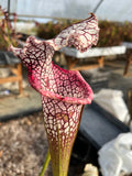 Sarracenia LPJA 160 «Forntnite»