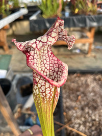 Sarracenia LPJA 160 «Forntnite»