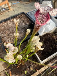 Sarracenia LPJA 160 «Forntnite»