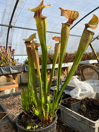 Sarracenia LPJA 089 «Cyrano»