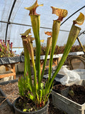 Sarracenia LPJA 089 «Cyrano»