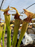 Sarracenia LPJA 089 «Cyrano»