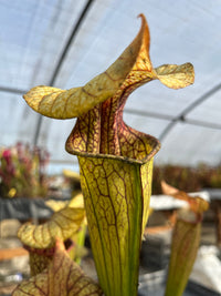 Sarracenia LPJA 089 «Cyrano»