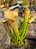 Sarracenia LPJA 089 «Cyrano»