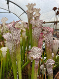 Sarracenia Leucophylla