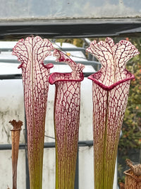 Sarracenia Leucophylla