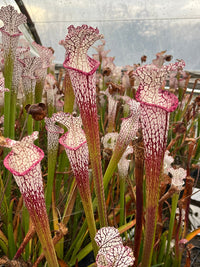 Sarracenia Leucophylla
