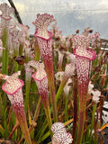 Sarracenia Leucophylla