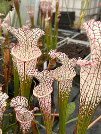 Sarracenia Leucophylla