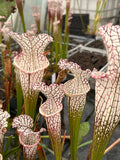 Offre Sarracenia Leucophylla spéciale «professionnel »