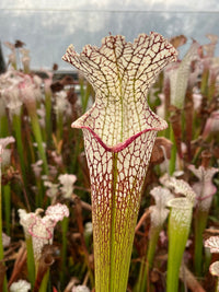 Offre Sarracenia Leucophylla spéciale «professionnel »