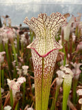 Offre Sarracenia Leucophylla spéciale «professionnel »