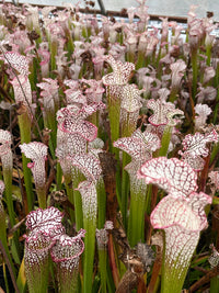 Sarracenia Leucophylla