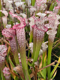 Offre Sarracenia Leucophylla spéciale «professionnel »
