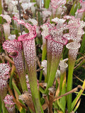 Sarracenia Leucophylla