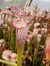 Sarracenia Leucophylla