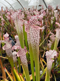 Offre Sarracenia Leucophylla spéciale «professionnel »