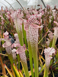 Offre Sarracenia Leucophylla spéciale «professionnel »