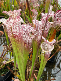 Offre Sarracenia Leucophylla spéciale «professionnel »