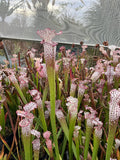 Offre Sarracenia Leucophylla spéciale «professionnel »