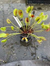Dionaea «Long pétiole form»