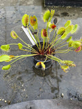 Dionaea «Long pétiole form»