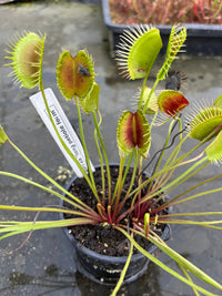 Dionaea «Long pétiole form»