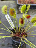 Dionaea «Long pétiole form»