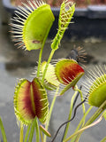 Dionaea «Long pétiole form»