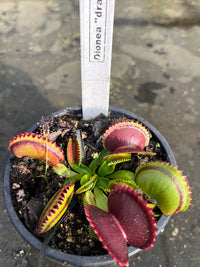 Dionaea «Dracula »