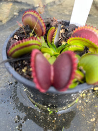Dionaea «Dracula »