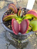 Dionaea «Dracula »