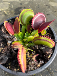 Dionaea «Dracula »