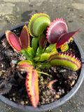 Dionaea «Dracula »
