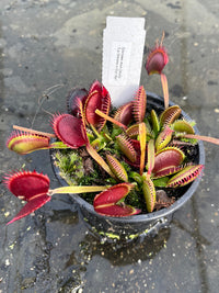 Dionaea «la grosse à Guigui»