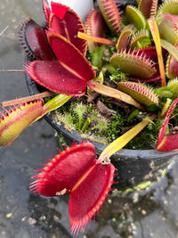 Dionaea «la grosse à Guigui»