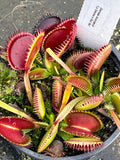 Dionaea «la grosse à Guigui»