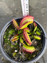 Dionaea «G14 X G19»