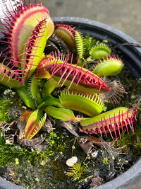 Dionaea «G14 X G19»