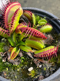 Dionaea «G14 X G19»