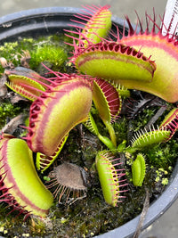 Dionaea «G14 X G19»